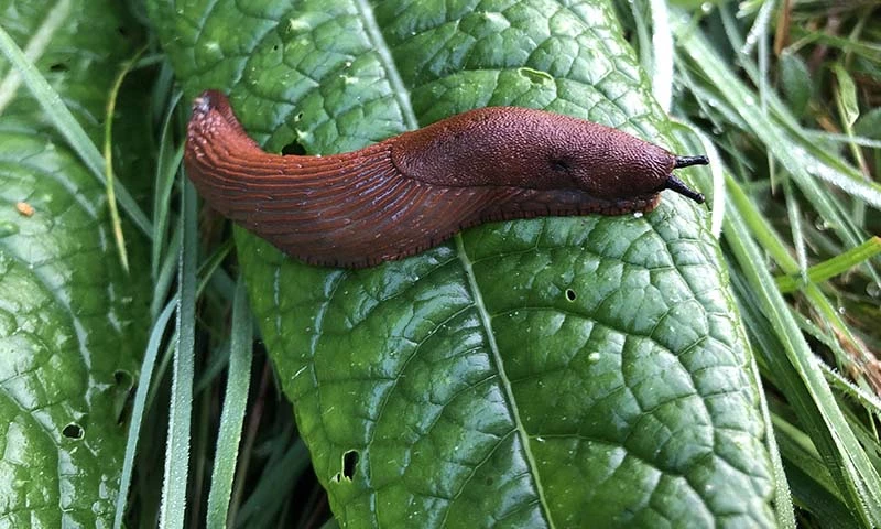 Vedlikehold av robotgressklipper